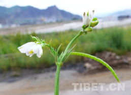 西藏高原特色藏药材种植种子在哪里找