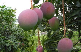 海南热带水果有多少品种的梨